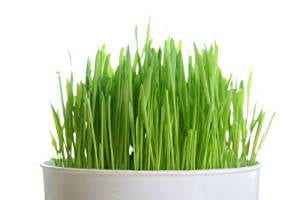 best grass seeds