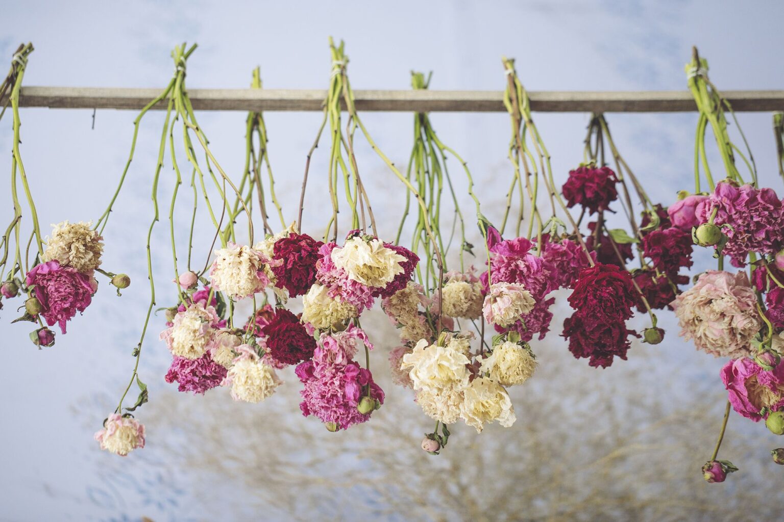 How to Dry Flowers: Expert Tips and Methods - Home Heartcraft