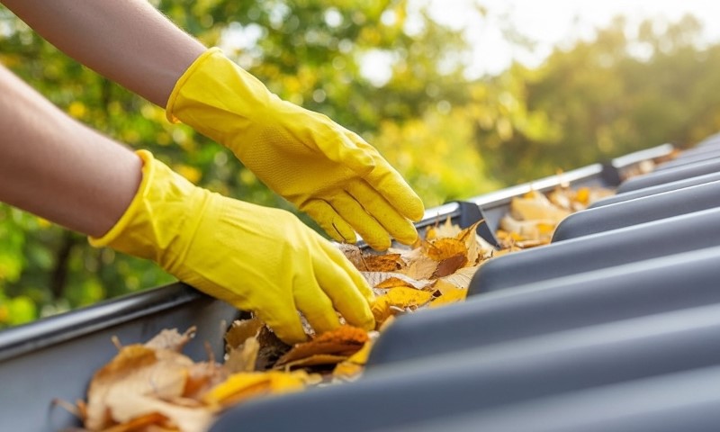 A person's arms and hands in the process of cleaning autumn leaves from a gutter