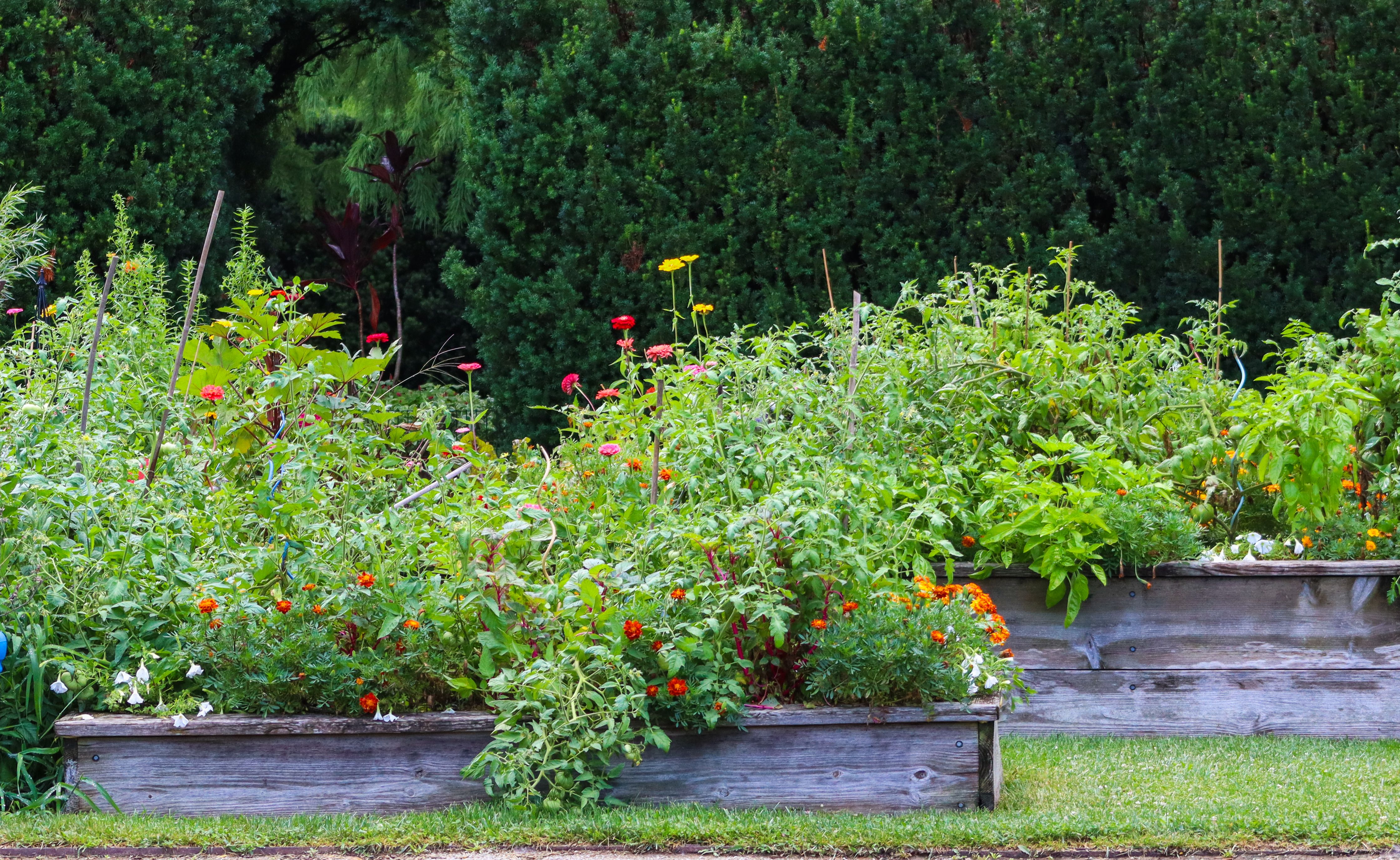 Vibrant raised backyard garden beds filled with plants and flowers.